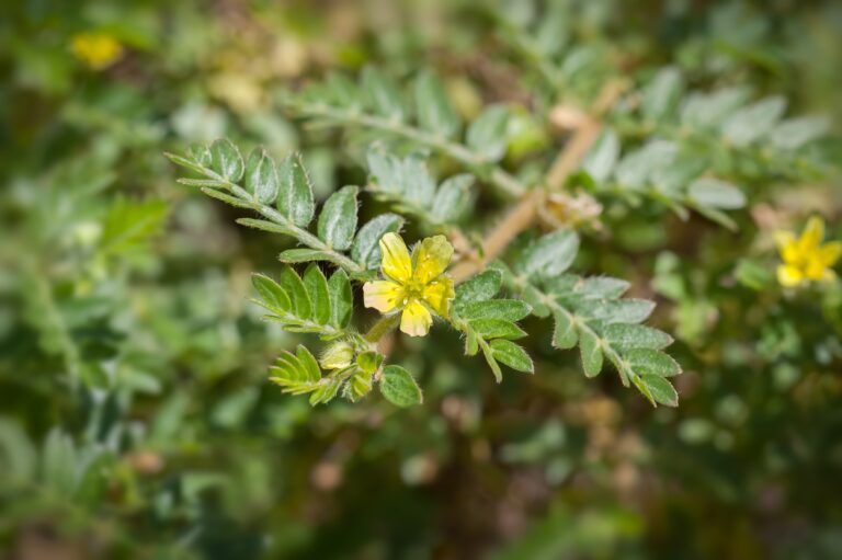 Tribulus Terrestris