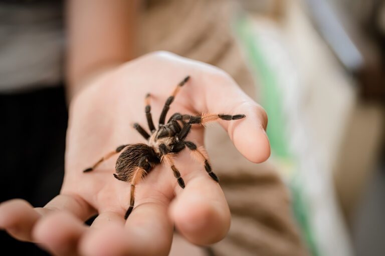 Picada de aranha