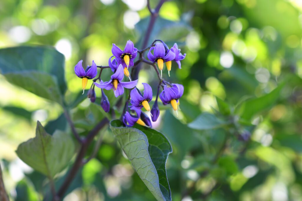 Bittersweet nightshade