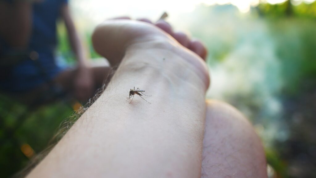 Picada de Mosquito