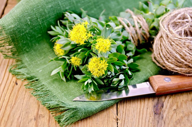 Rhodiola rosea