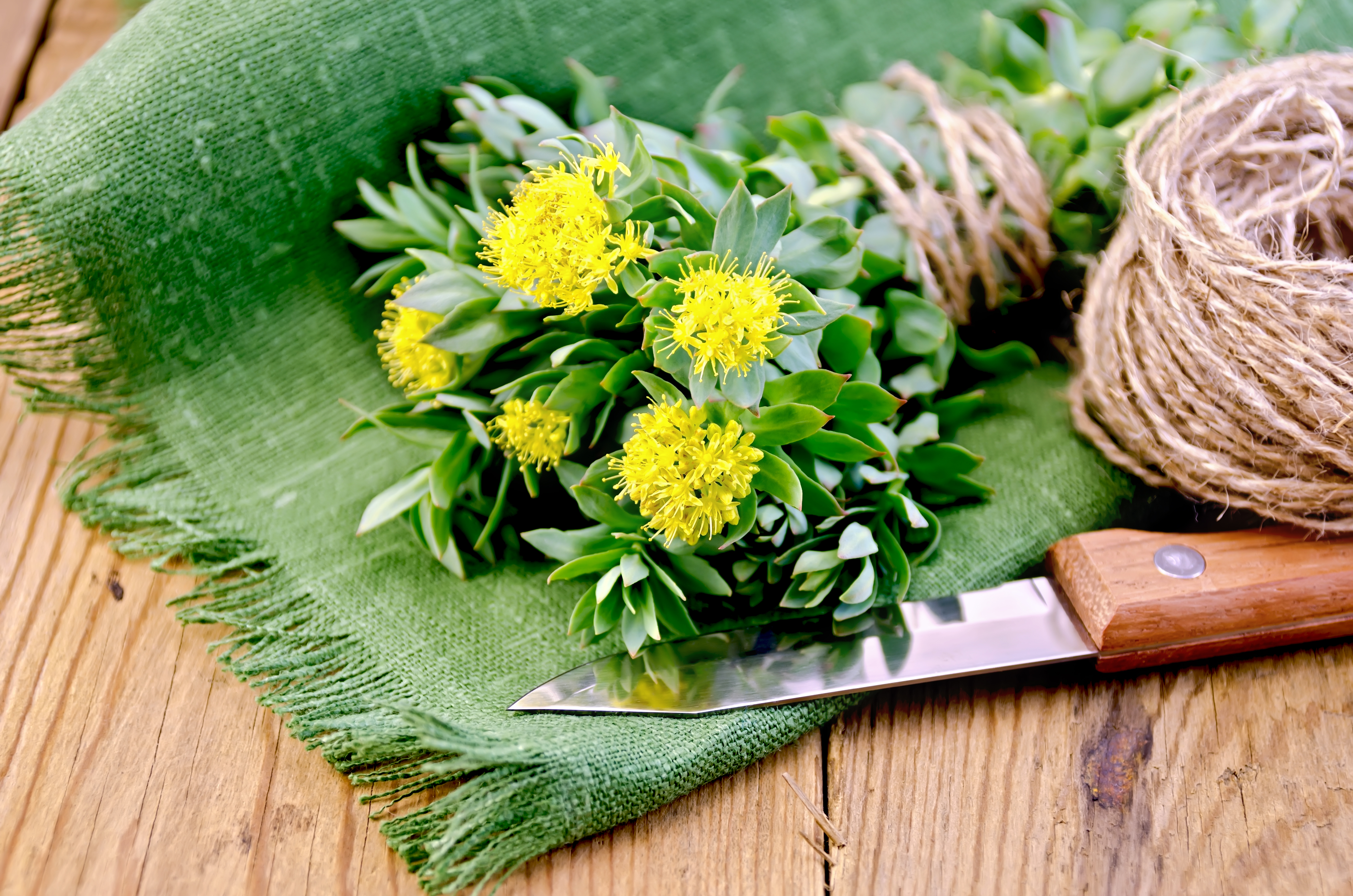 Rhodiola rosea