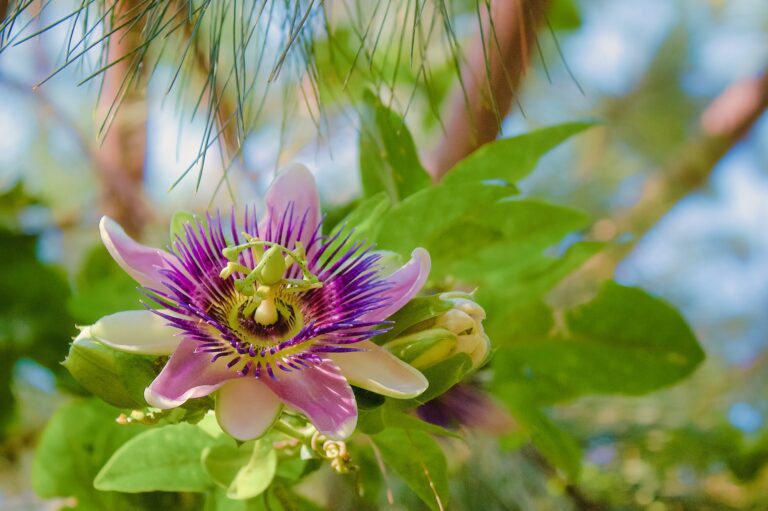 Passiflora