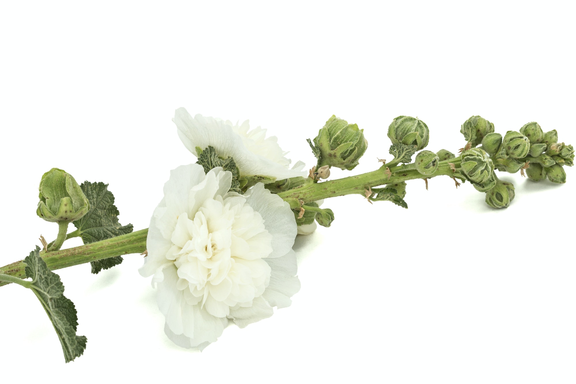 Malva Branca
