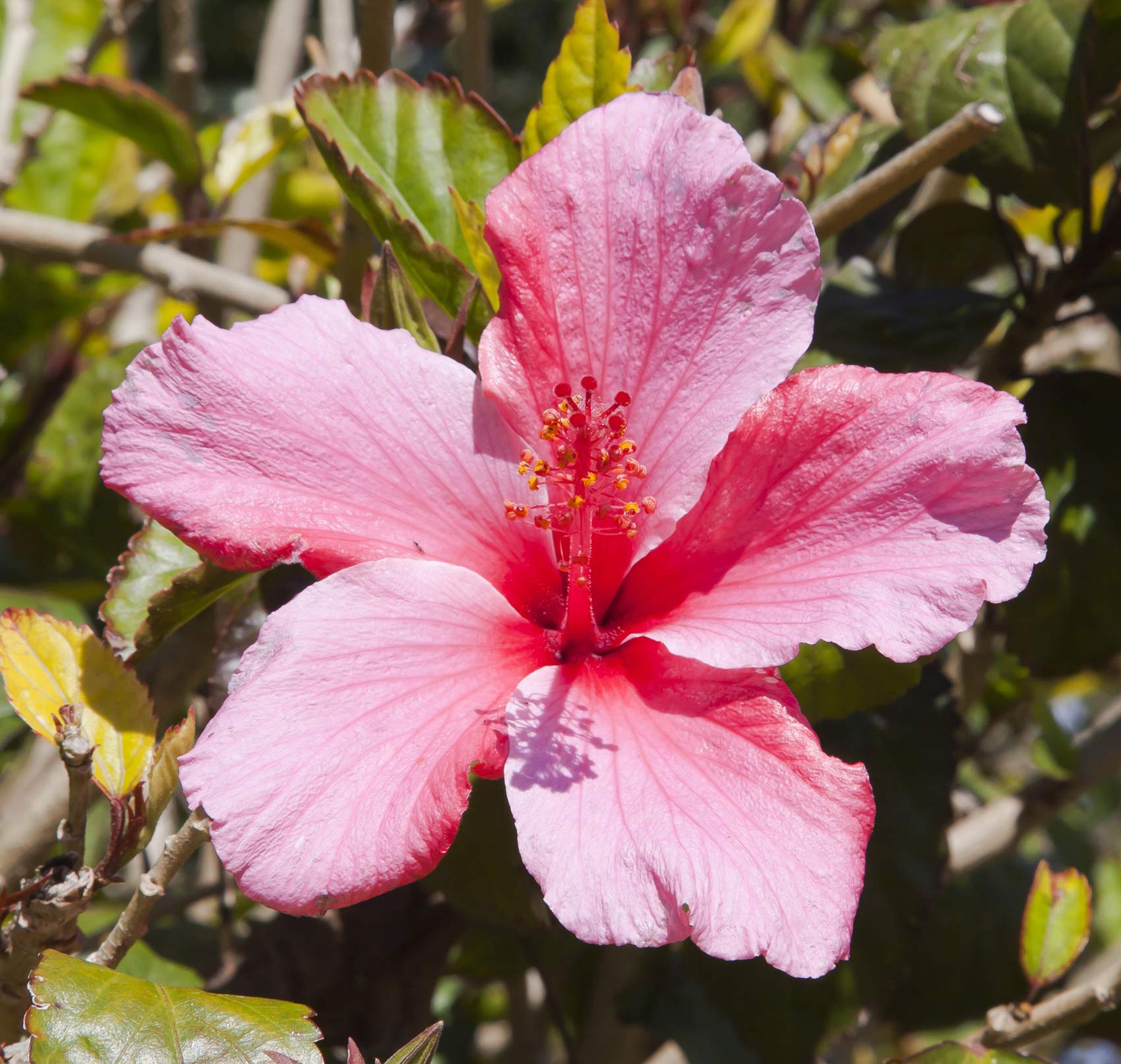 Chá de hibisco: Melhore o metabolismo ⁢e ‍queime gordura com‌ essa bebida⁢ deliciosa