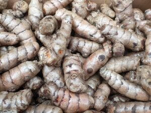 Curcuma longa