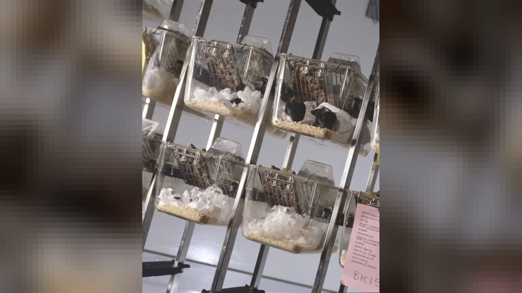 Estudo em camundongos liga álcool na adolescência a riscos na vida adulta Mice in Research for Animal Testing