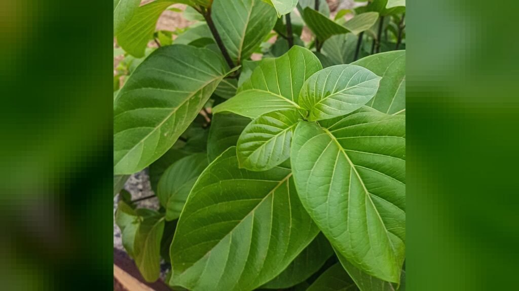 Kratom gera alertas nos EUA; Anvisa recomendou proibir a planta no Brasil