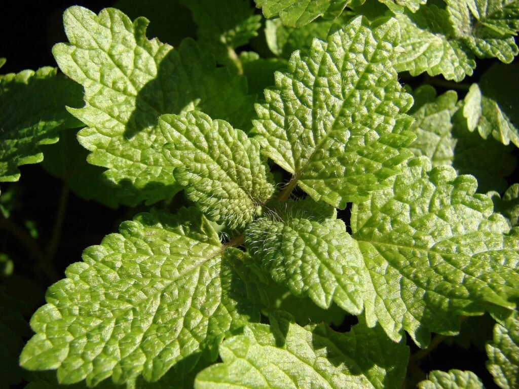 Lavanda, melissa e passiflora: quais são os nomes mais conhecidos dessas plantas