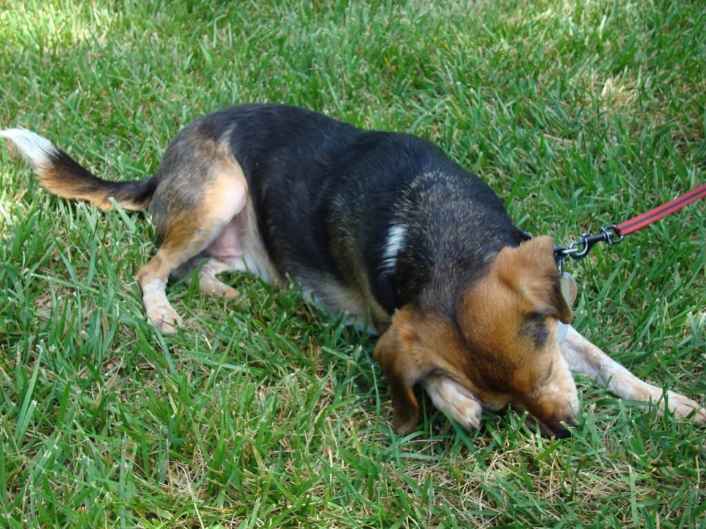 Primavera pode agravar coceira e queda de pelo em cães sensíveis
