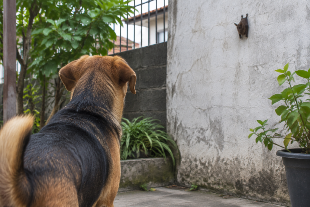 Rio confirma raiva em cão da Zona Oeste após contato com morcego