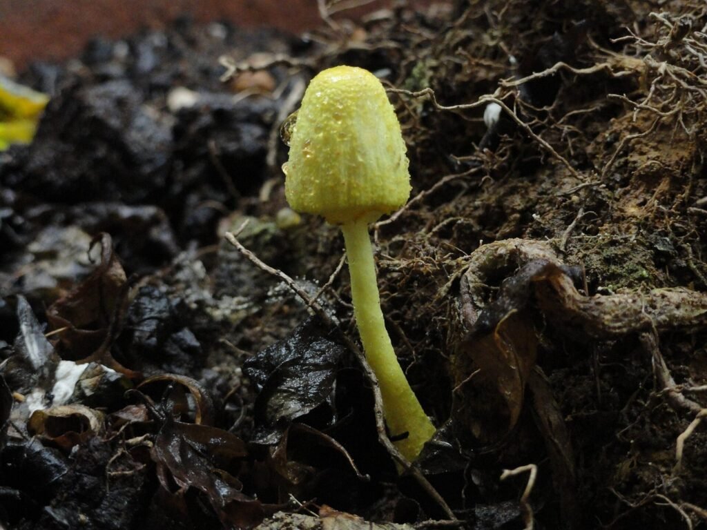 Cogumelos no vaso: por que aparecem e como cuidar da planta Cogumelos no vaso: por que aparecem e como cuidar da planta