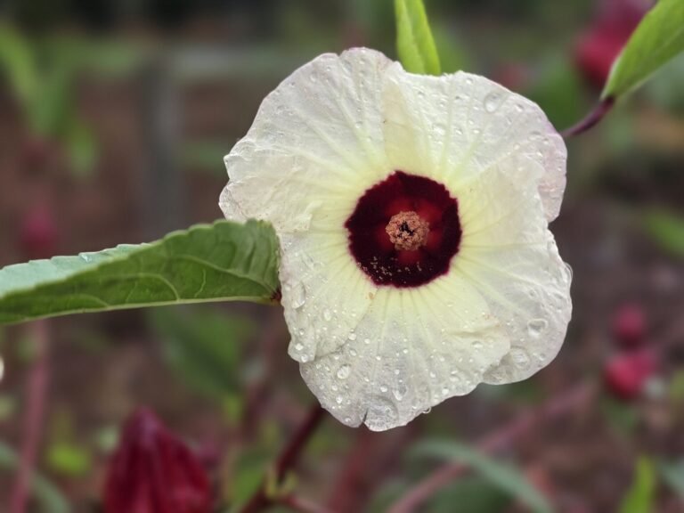 Hibisco: efeitos do chá na pressão e cuidados ao consumir